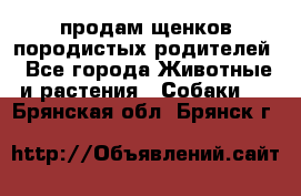 продам щенков породистых родителей - Все города Животные и растения » Собаки   . Брянская обл.,Брянск г.